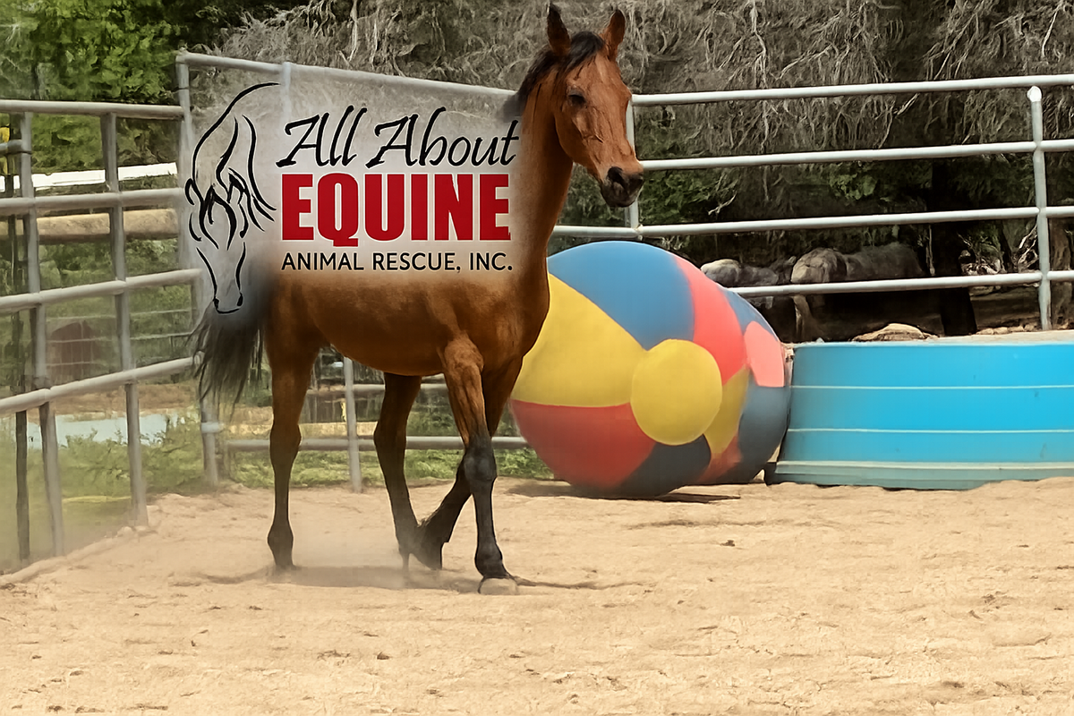 Horse standing next to a colorful ball with 'All About Equine Animal Rescue, Inc.' sign in the background.