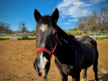 All About Equine photo 4