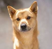 A close-up portrait of a tan and brown dog with pointed ears and dark eyes, set against a soft blurred gray background.