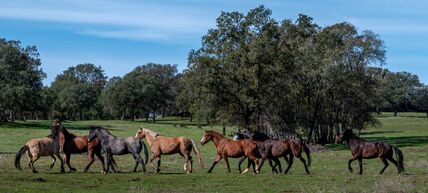 All About Equine photo 2